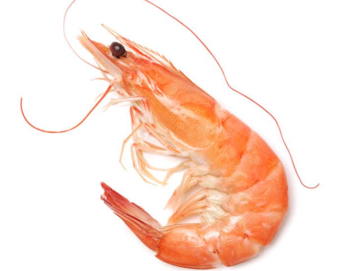 shrimps on a white background